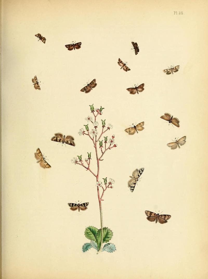 British moths and their transformations (Pl. 88) (9219065632)