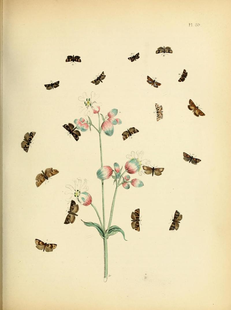 British moths and their transformations (Pl. 89) (9216292689)