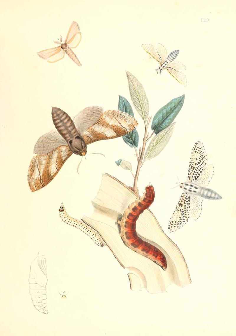 British moths and their transformations (Pl. 9) (5913162819)