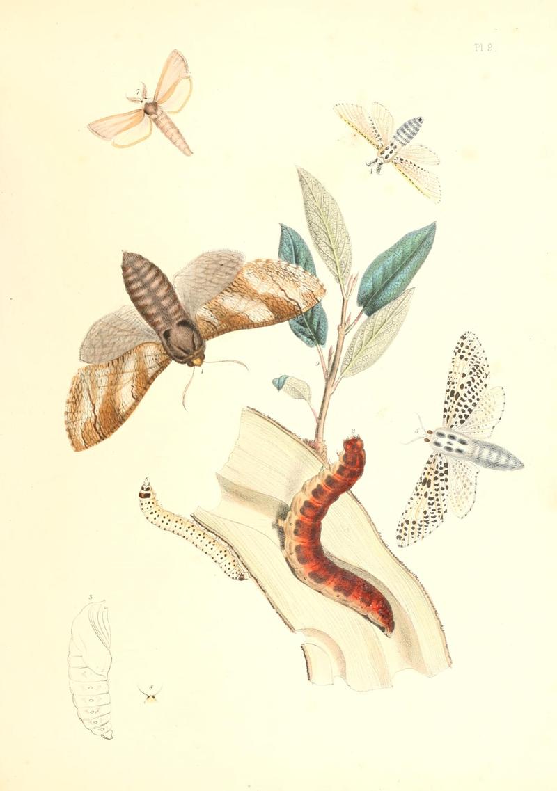British moths and their transformations (Pl. 9) (9213763429)