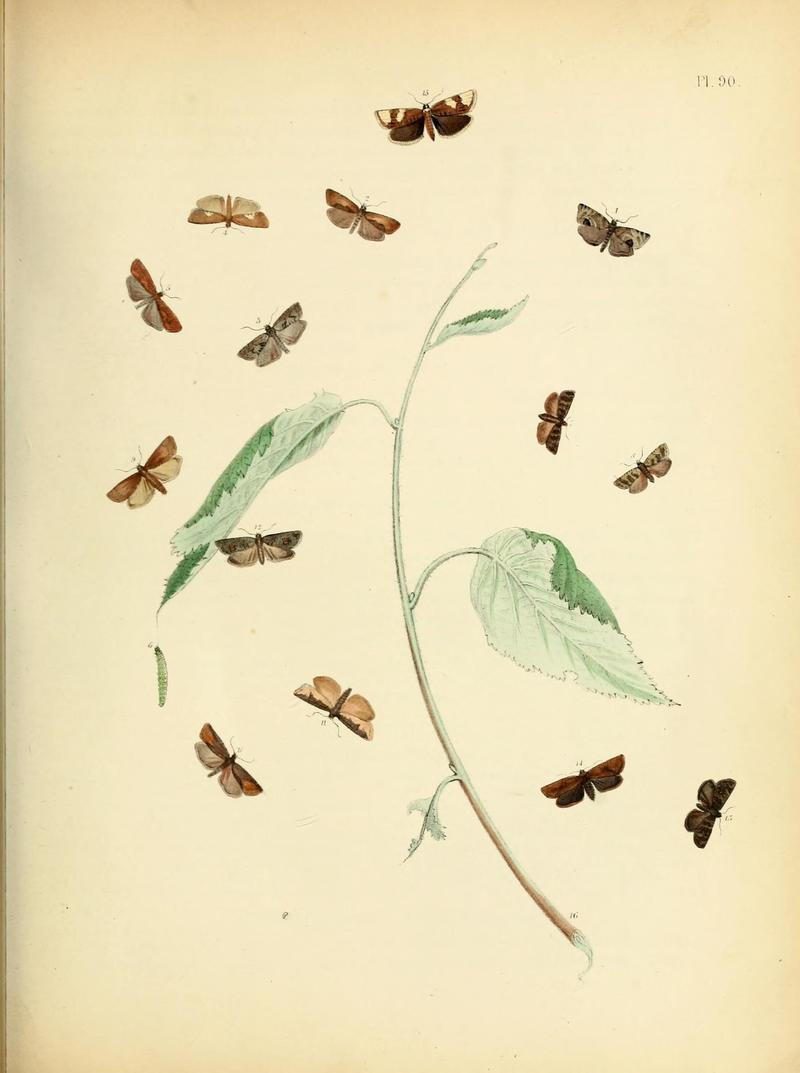 British moths and their transformations (Pl. 90) (9216293597)