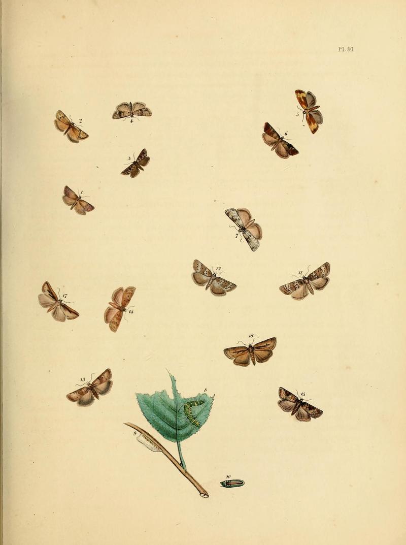 British moths and their transformations (Pl. 91) (9219068744)