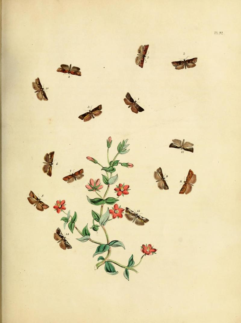 British moths and their transformations (Pl. 92) (9216295725)