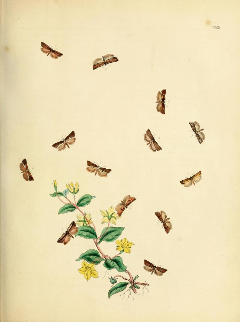 British moths and their transformations (Pl. 93) (9219070778)