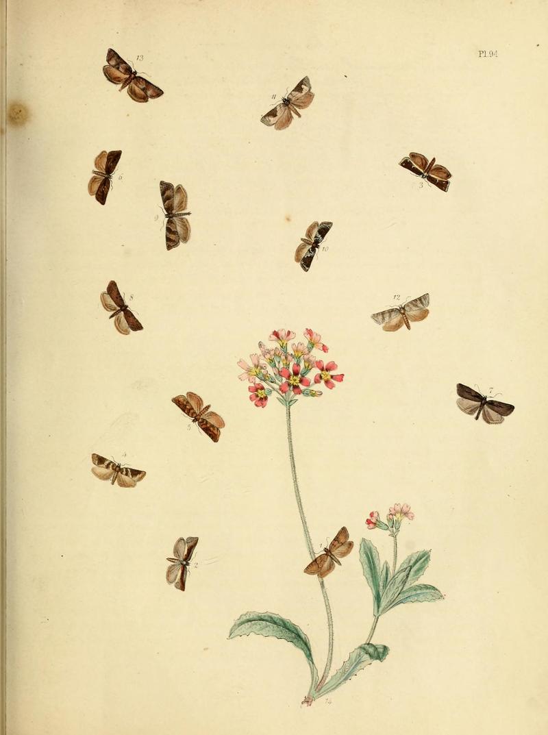 British moths and their transformations (Pl. 94) (9216297861)