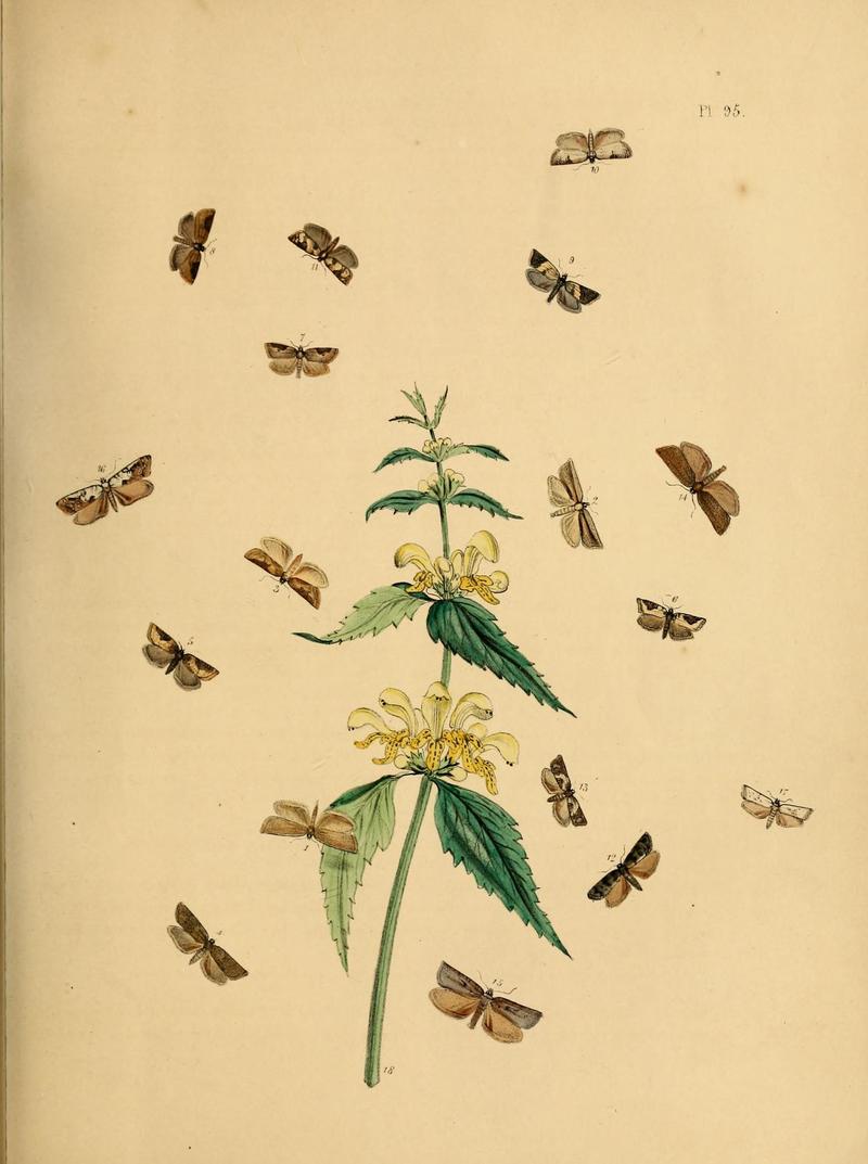 British moths and their transformations (Pl. 95) (9216298909)