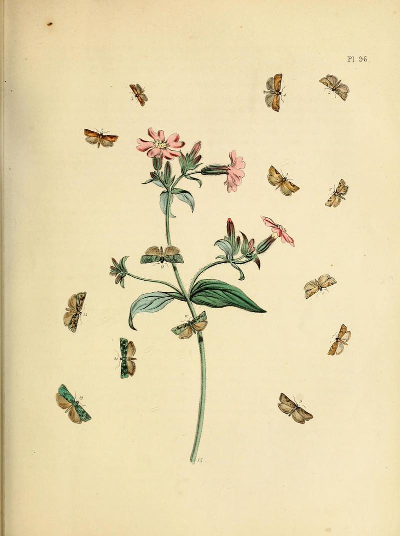 British moths and their transformations (Pl. 96) (9216300195)