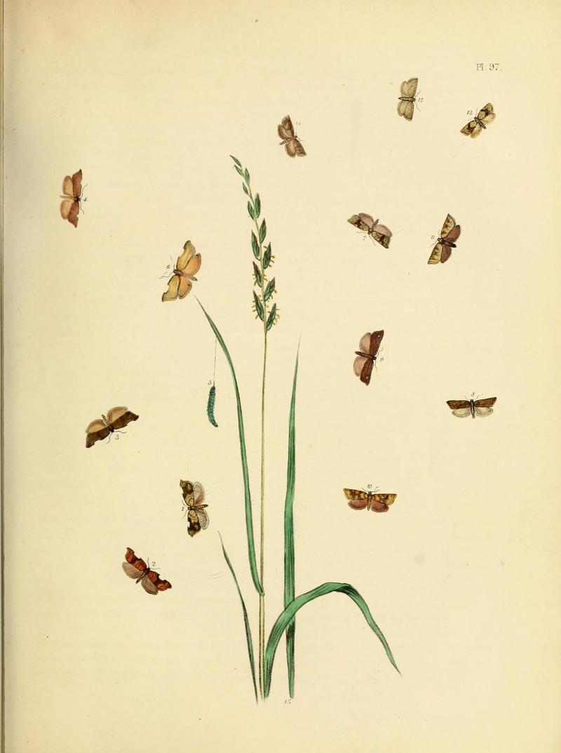 British moths and their transformations (Pl. 97) (9219075310)