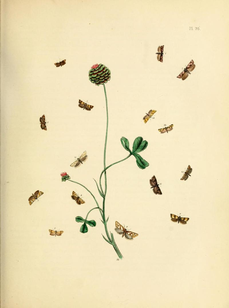 British moths and their transformations (Pl. 98) (9219076350)
