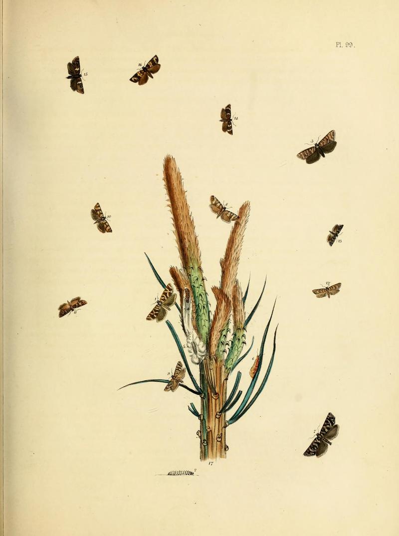 British moths and their transformations (Pl. 99) (9219077452)