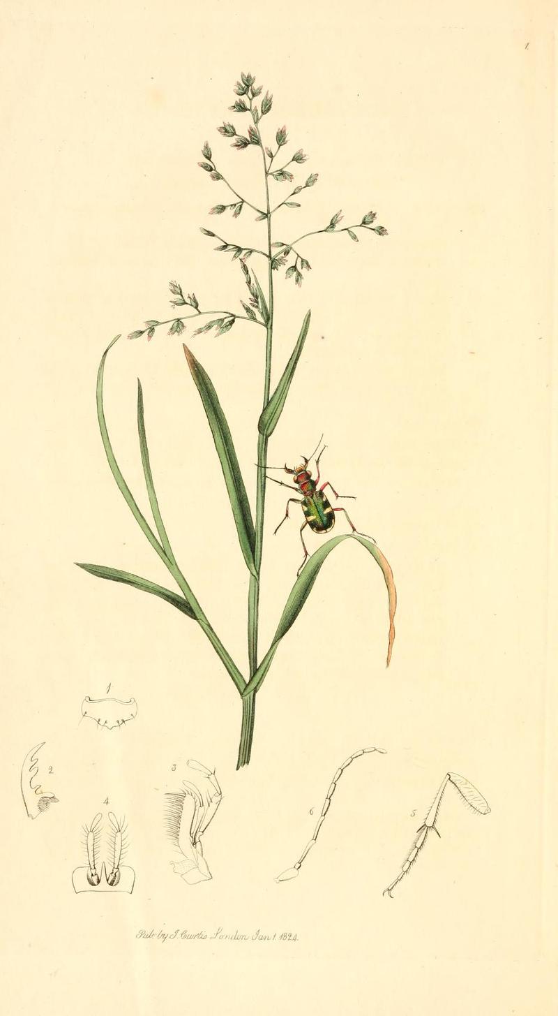 Britishentomologyvolume1Plate1