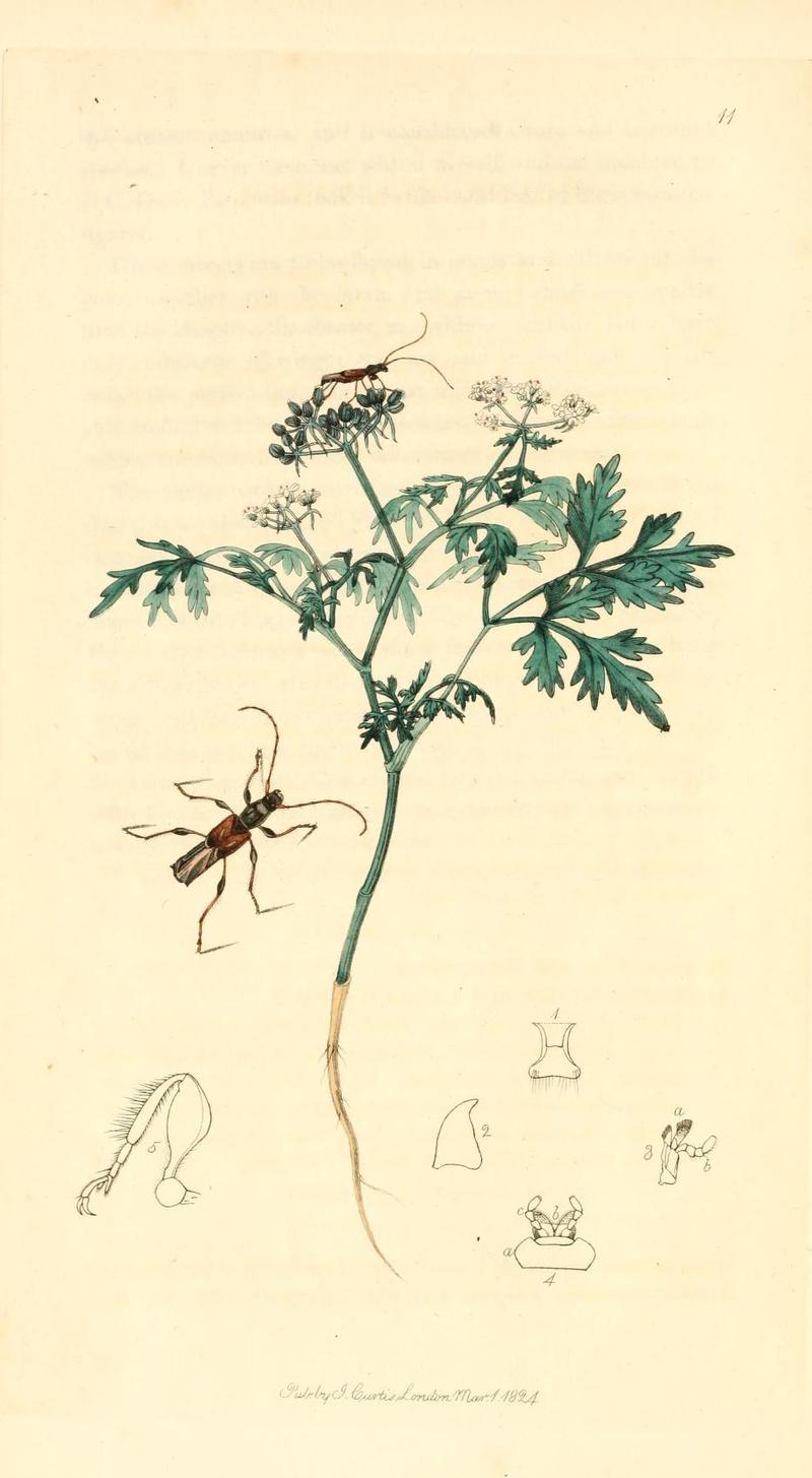 Britishentomologyvolume1Plate11