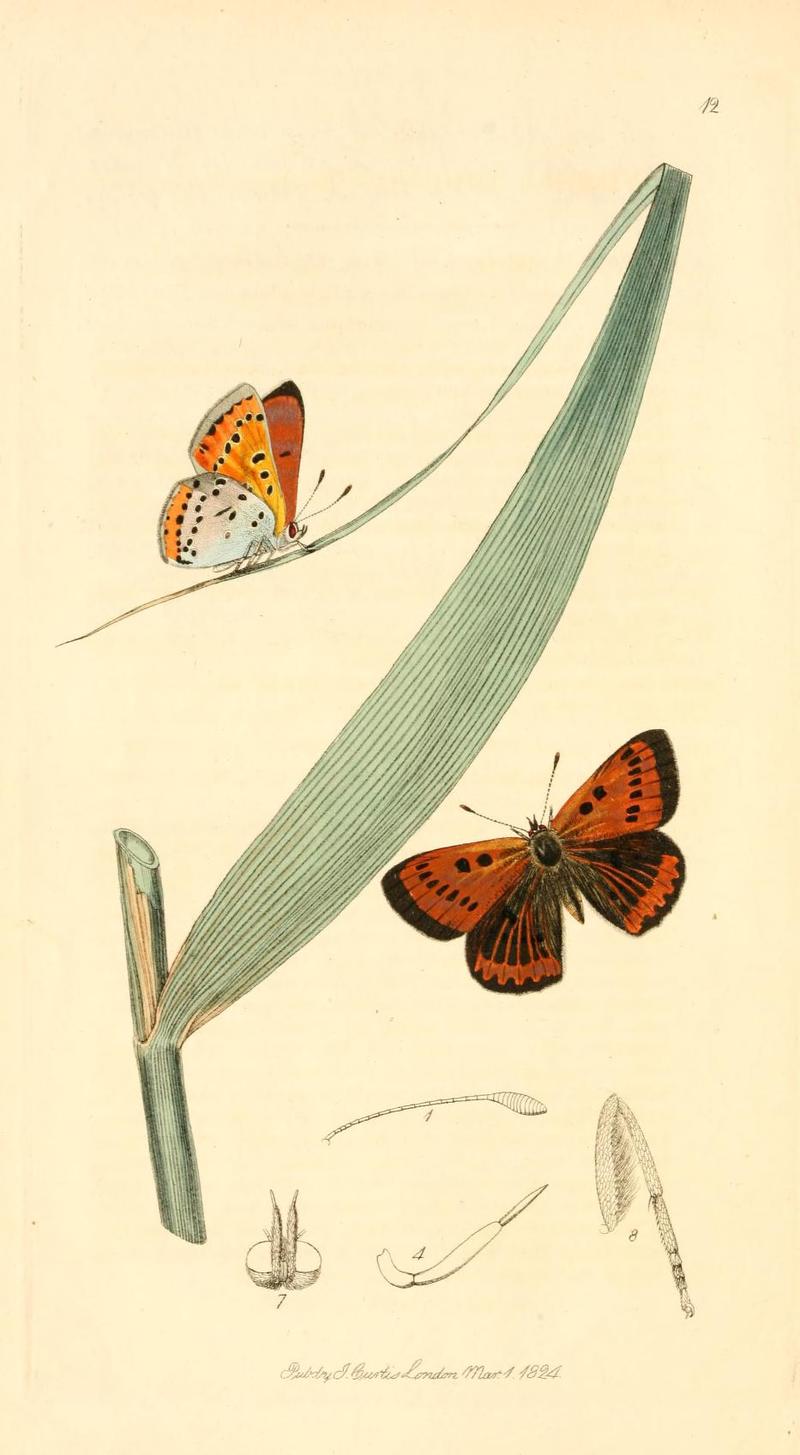 Britishentomologyvolume1Plate12