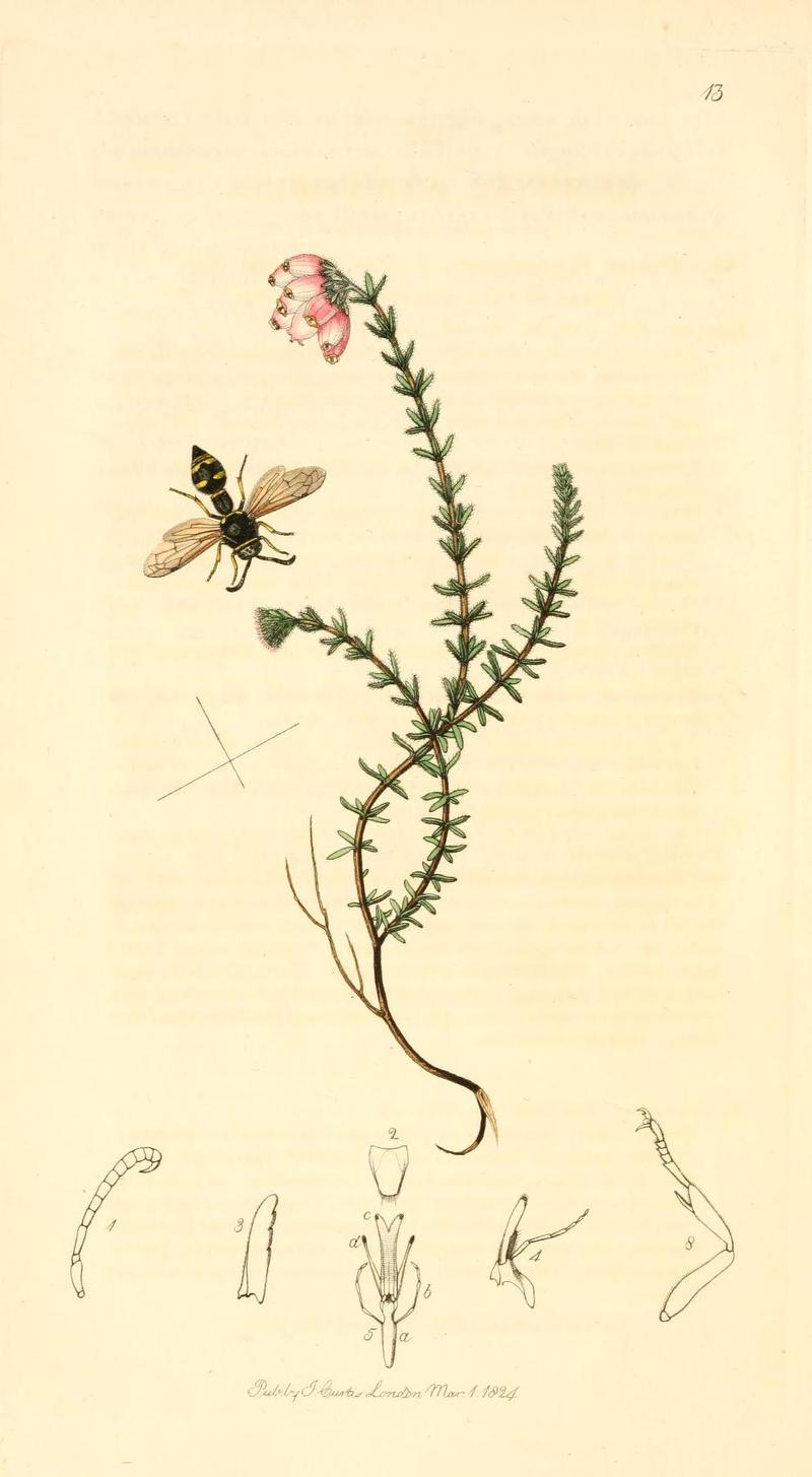Britishentomologyvolume1Plate13