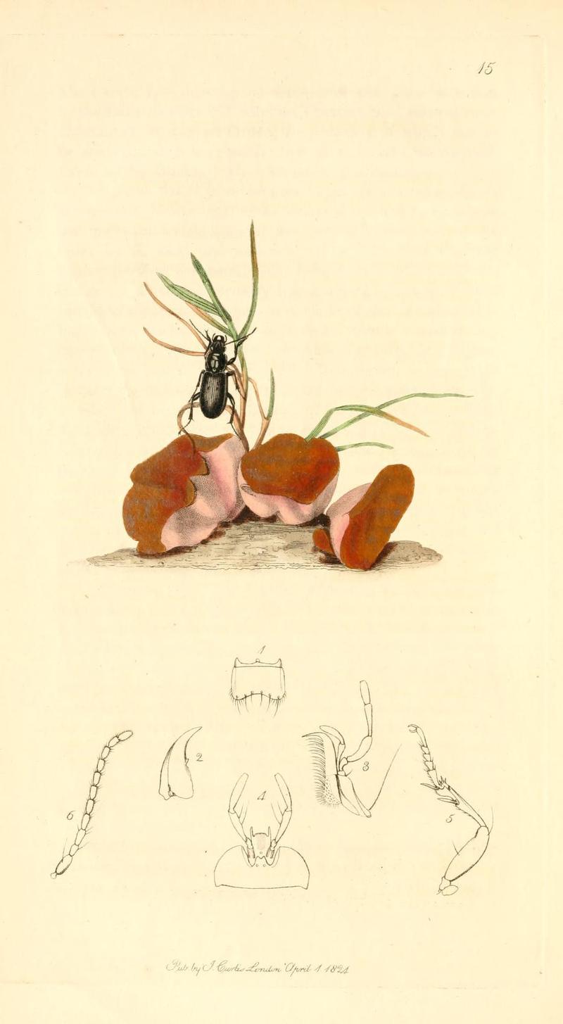 Britishentomologyvolume1Plate15