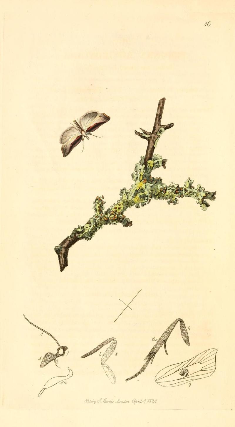 Britishentomologyvolume1Plate16