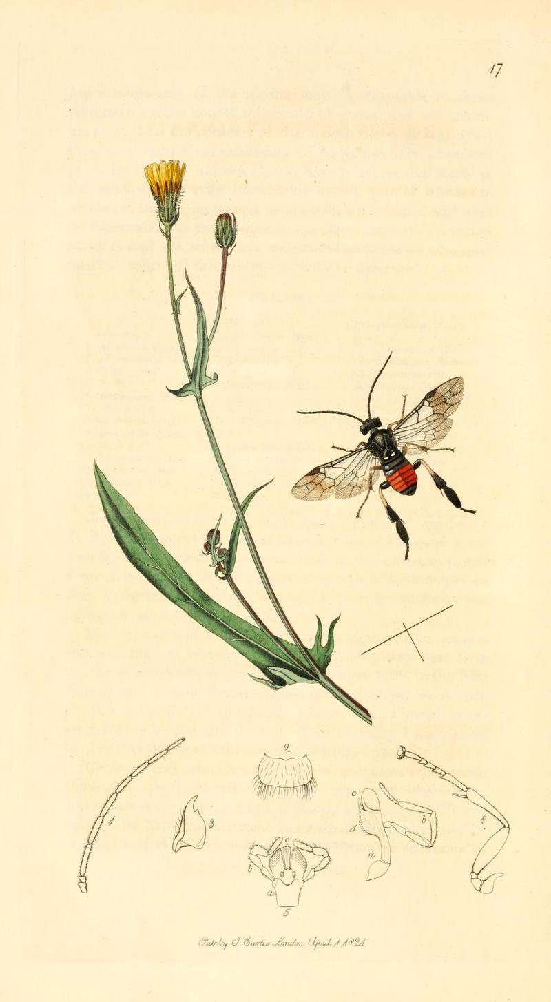 Britishentomologyvolume1Plate17