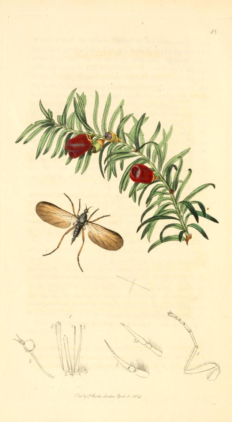 Britishentomologyvolume1Plate18