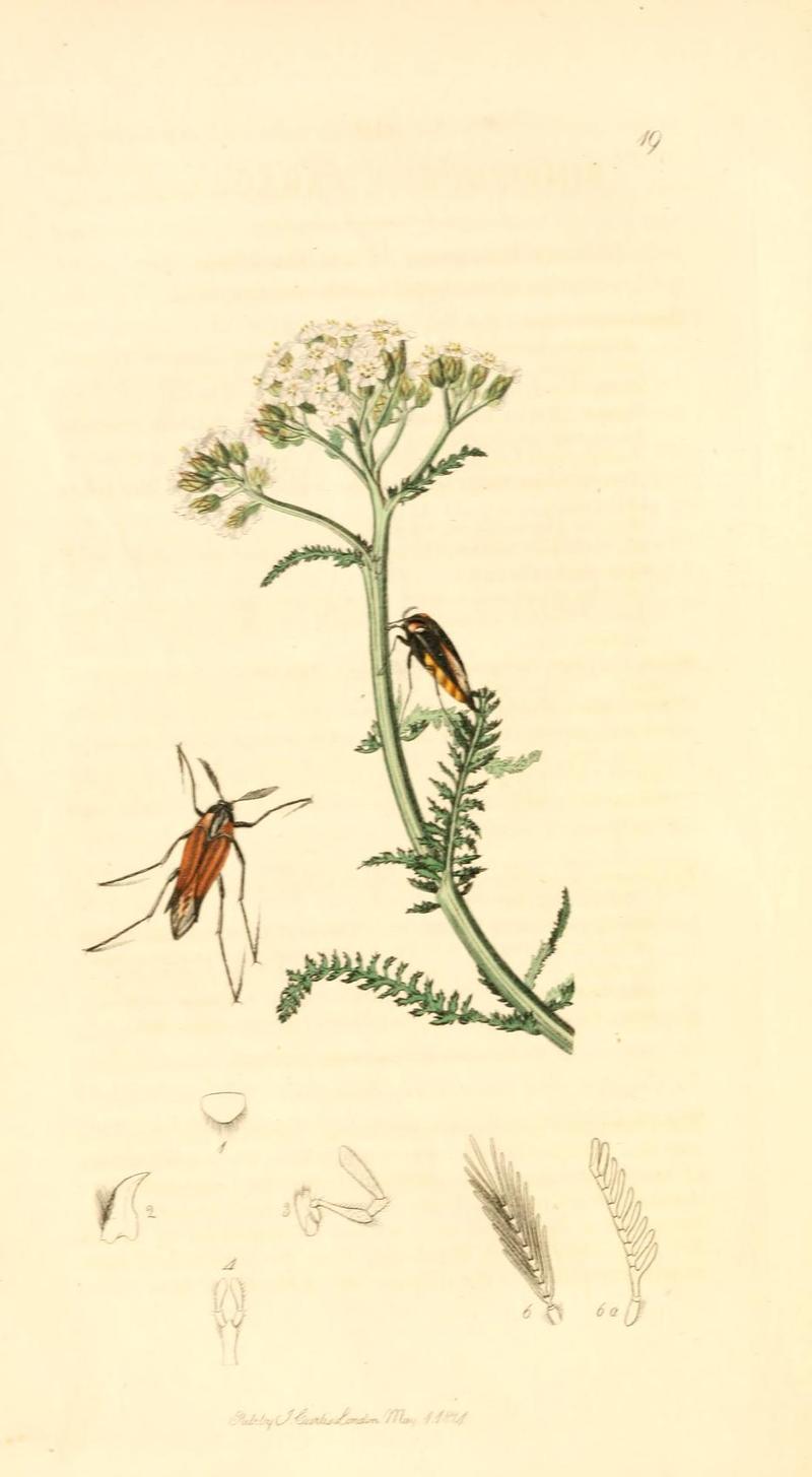 Britishentomologyvolume1Plate19
