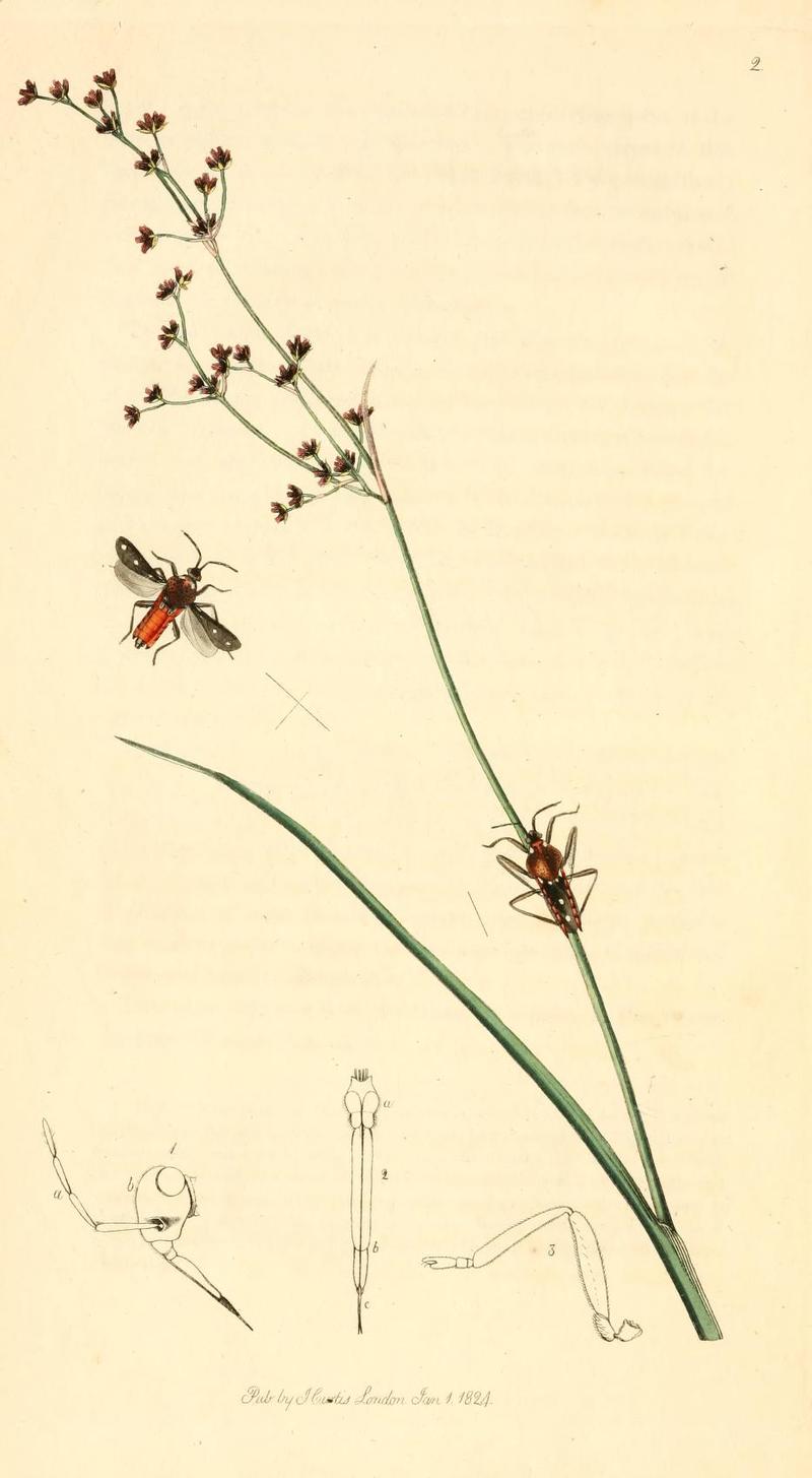 Britishentomologyvolume1Plate2