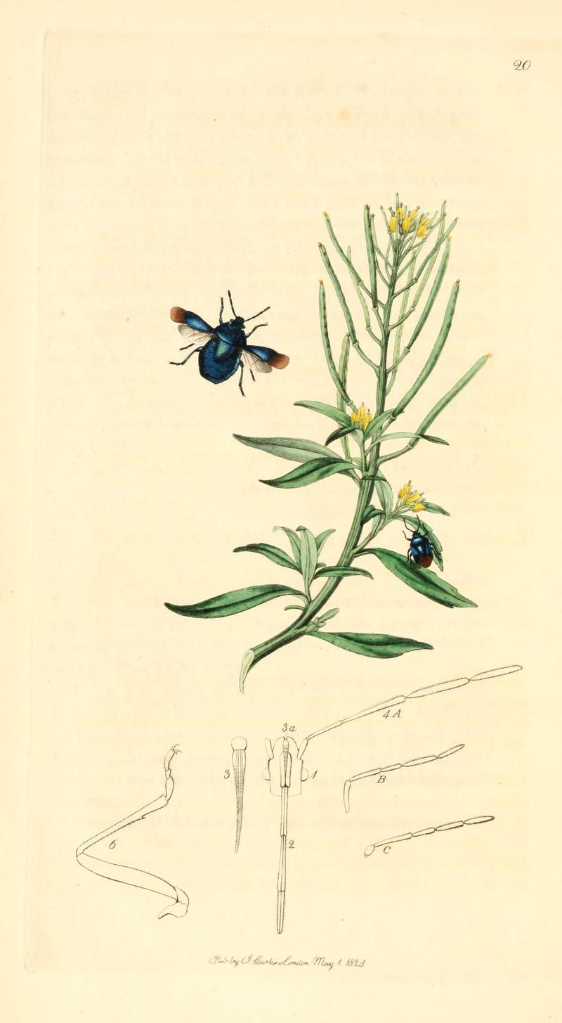 Britishentomologyvolume1Plate20