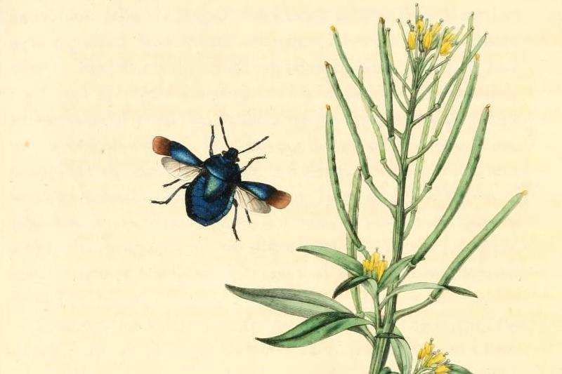 Britishentomologyvolume1Plate20DETAIL