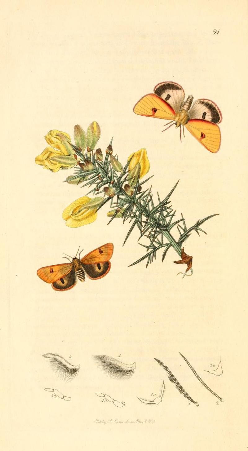 Britishentomologyvolume1Plate21