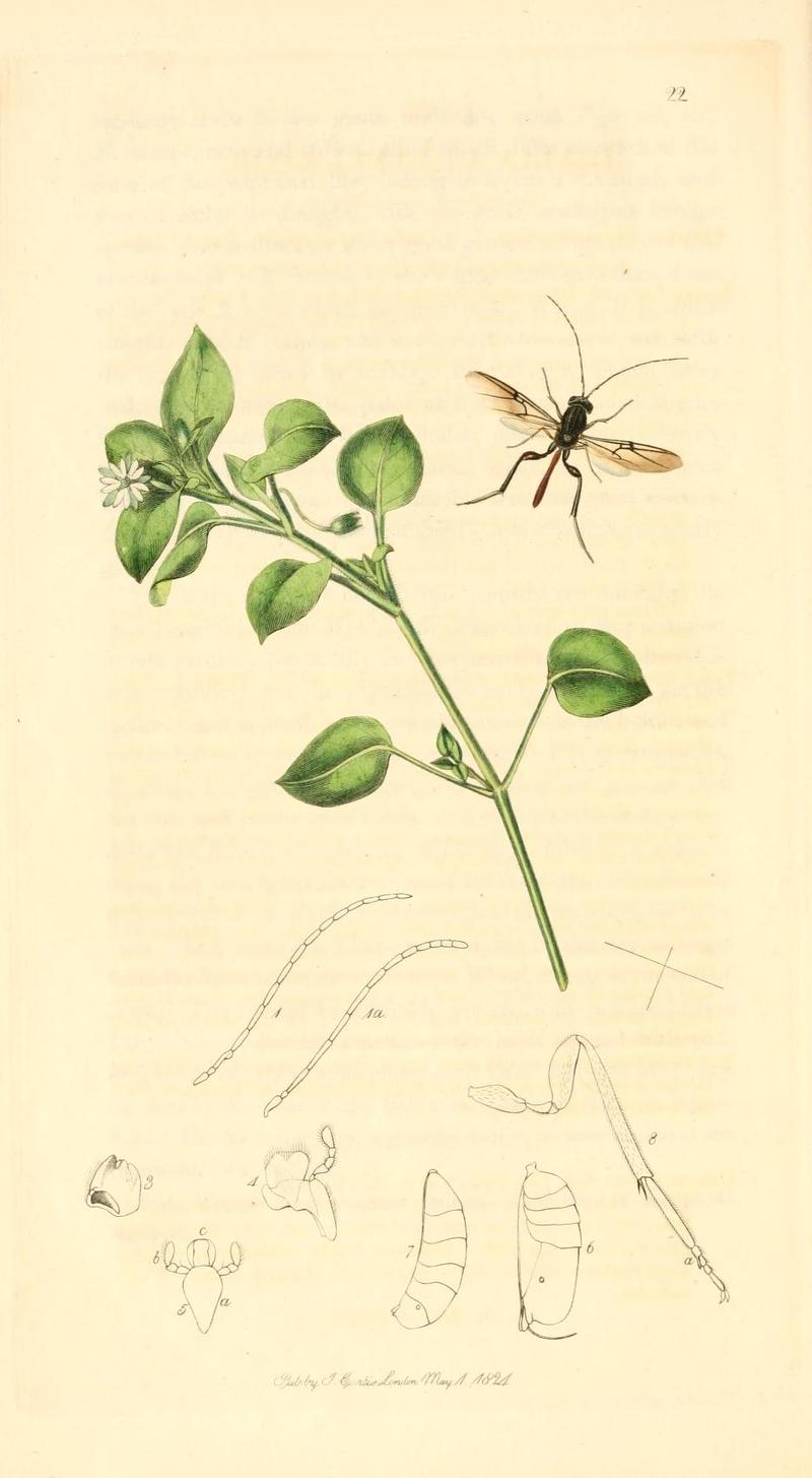 Britishentomologyvolume1Plate22