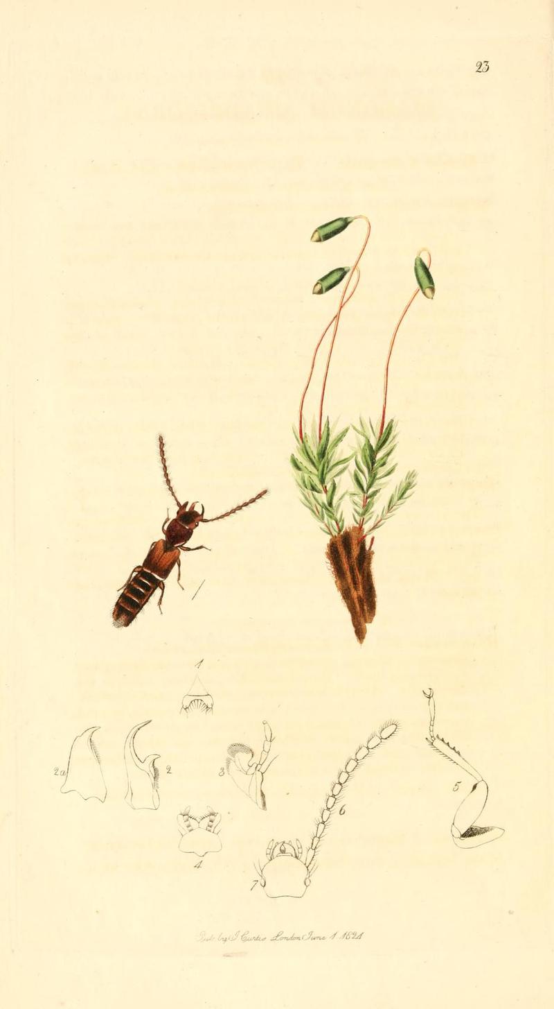 Britishentomologyvolume1Plate23