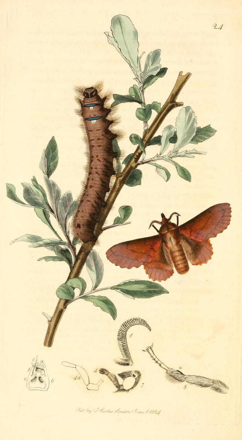Britishentomologyvolume1Plate24