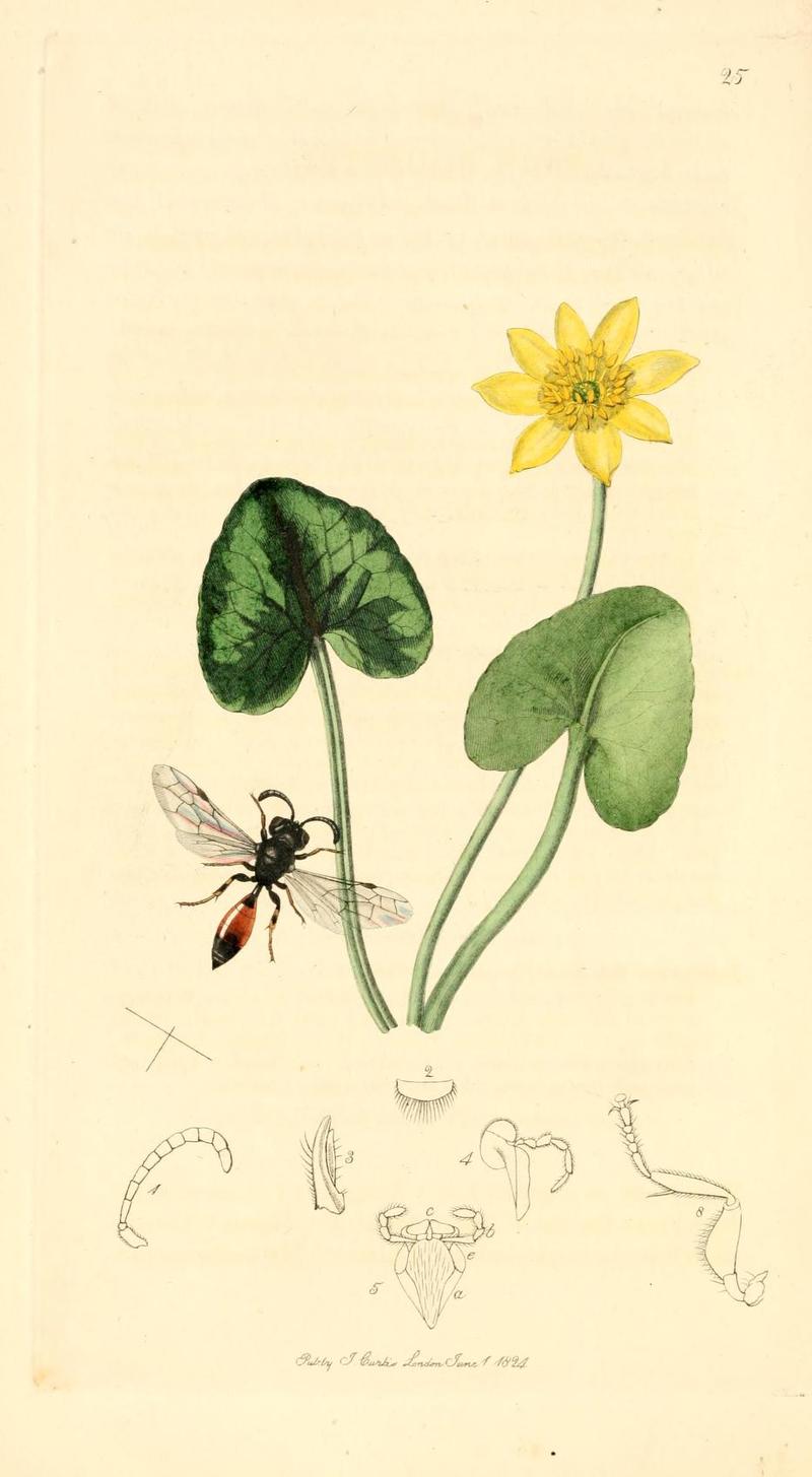 Britishentomologyvolume1Plate25