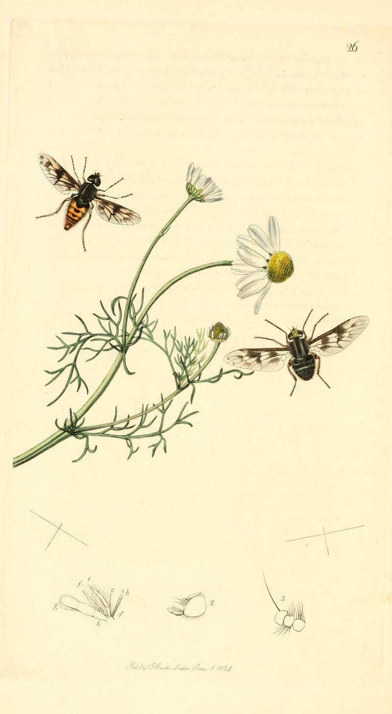 Britishentomologyvolume1Plate26