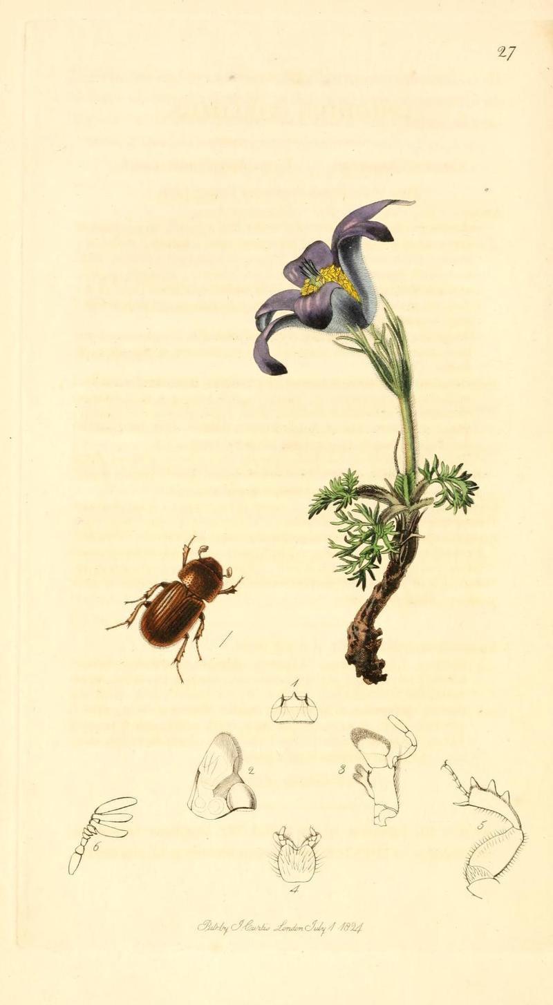 Britishentomologyvolume1Plate27