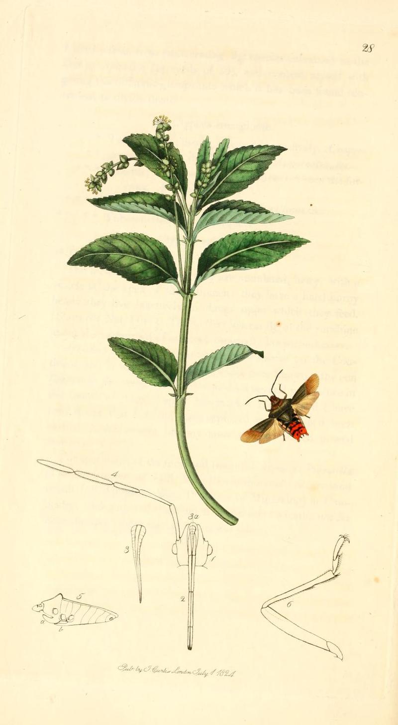 Britishentomologyvolume1Plate28