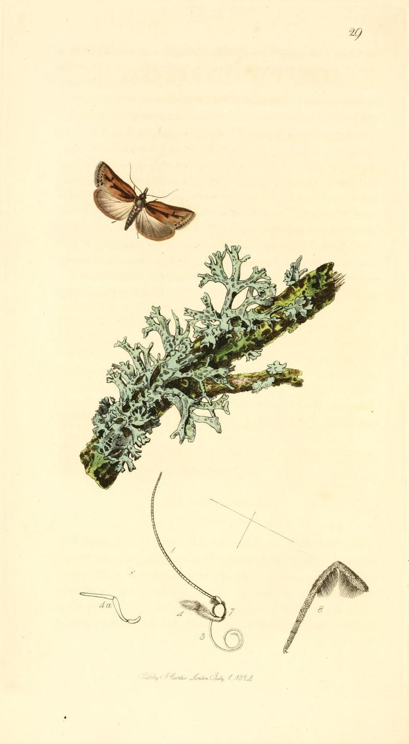 Britishentomologyvolume1Plate29