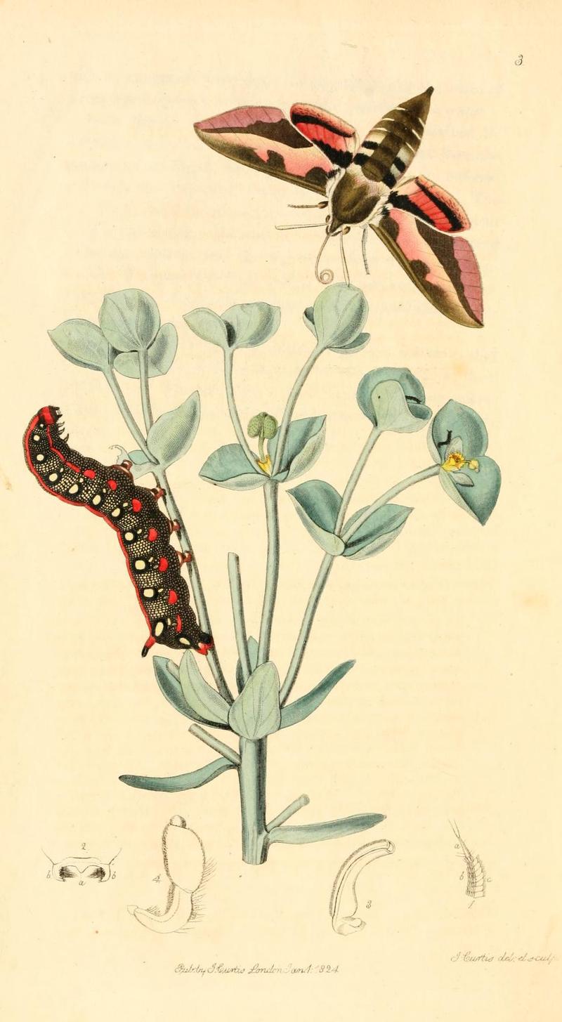Britishentomologyvolume1Plate3