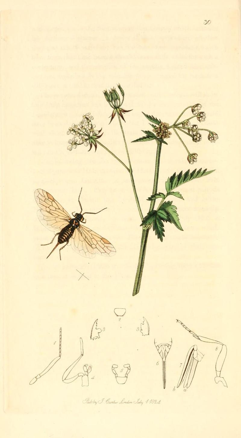 Britishentomologyvolume1Plate30