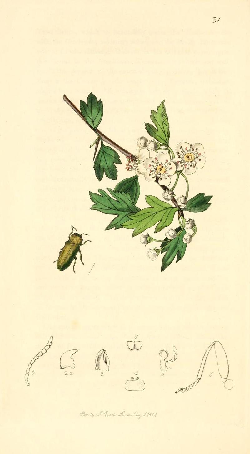 Britishentomologyvolume1Plate31