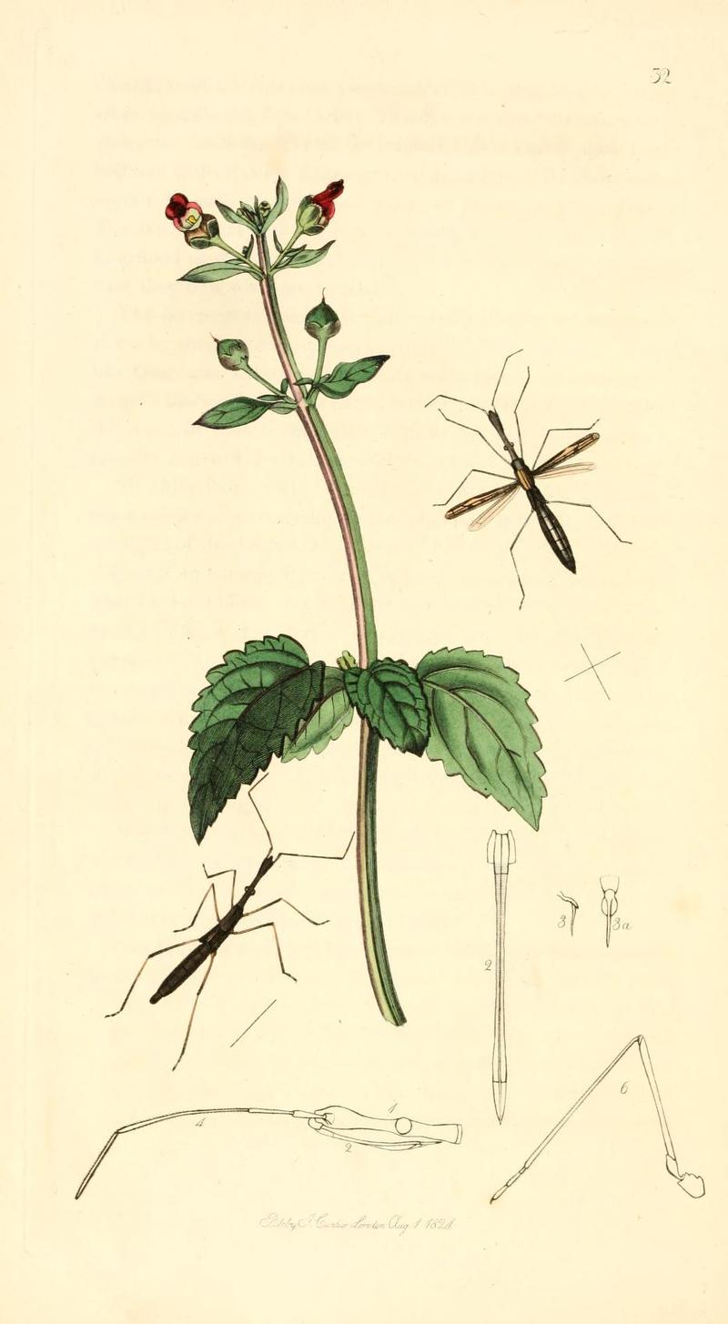 Britishentomologyvolume1Plate32