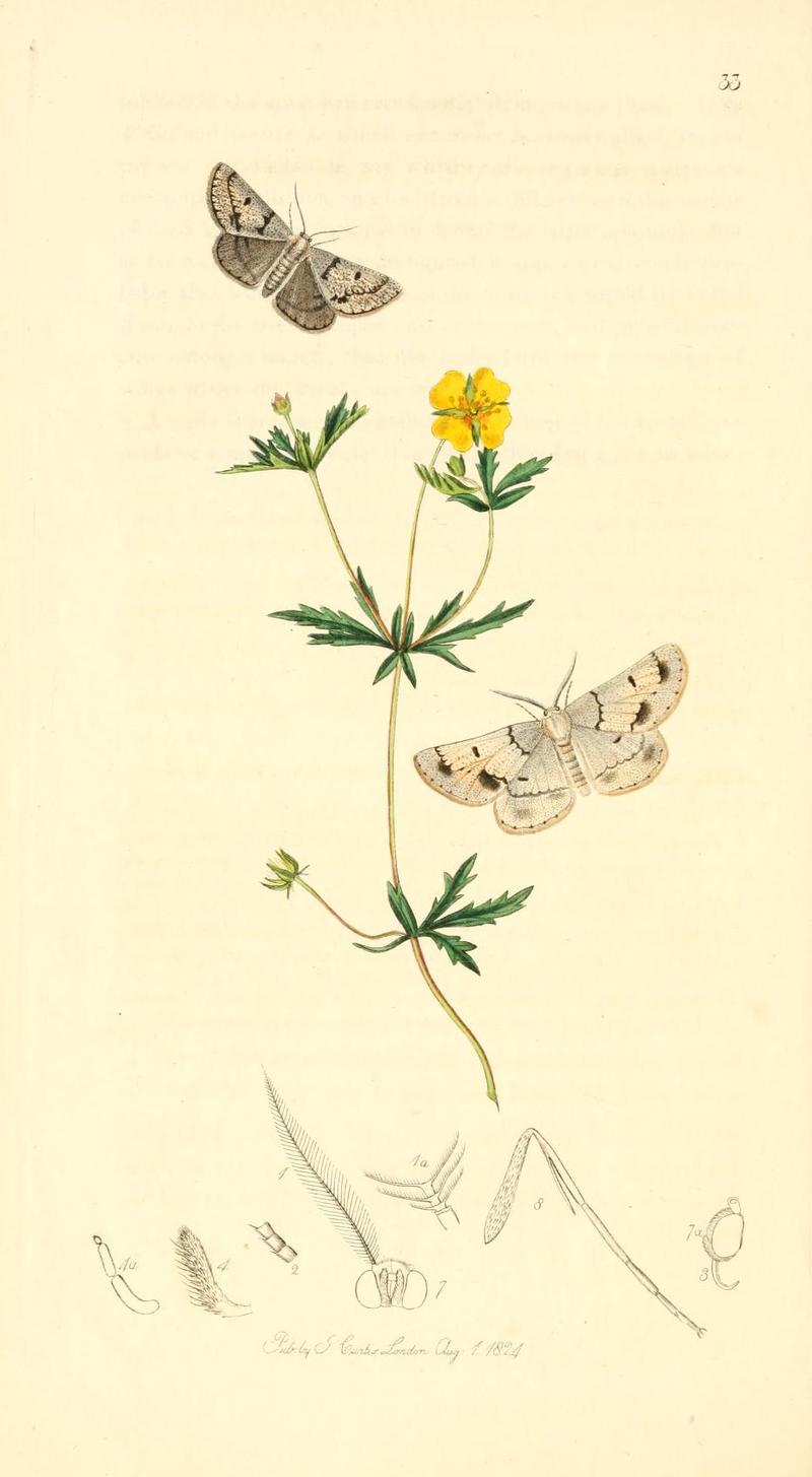 Britishentomologyvolume1Plate33