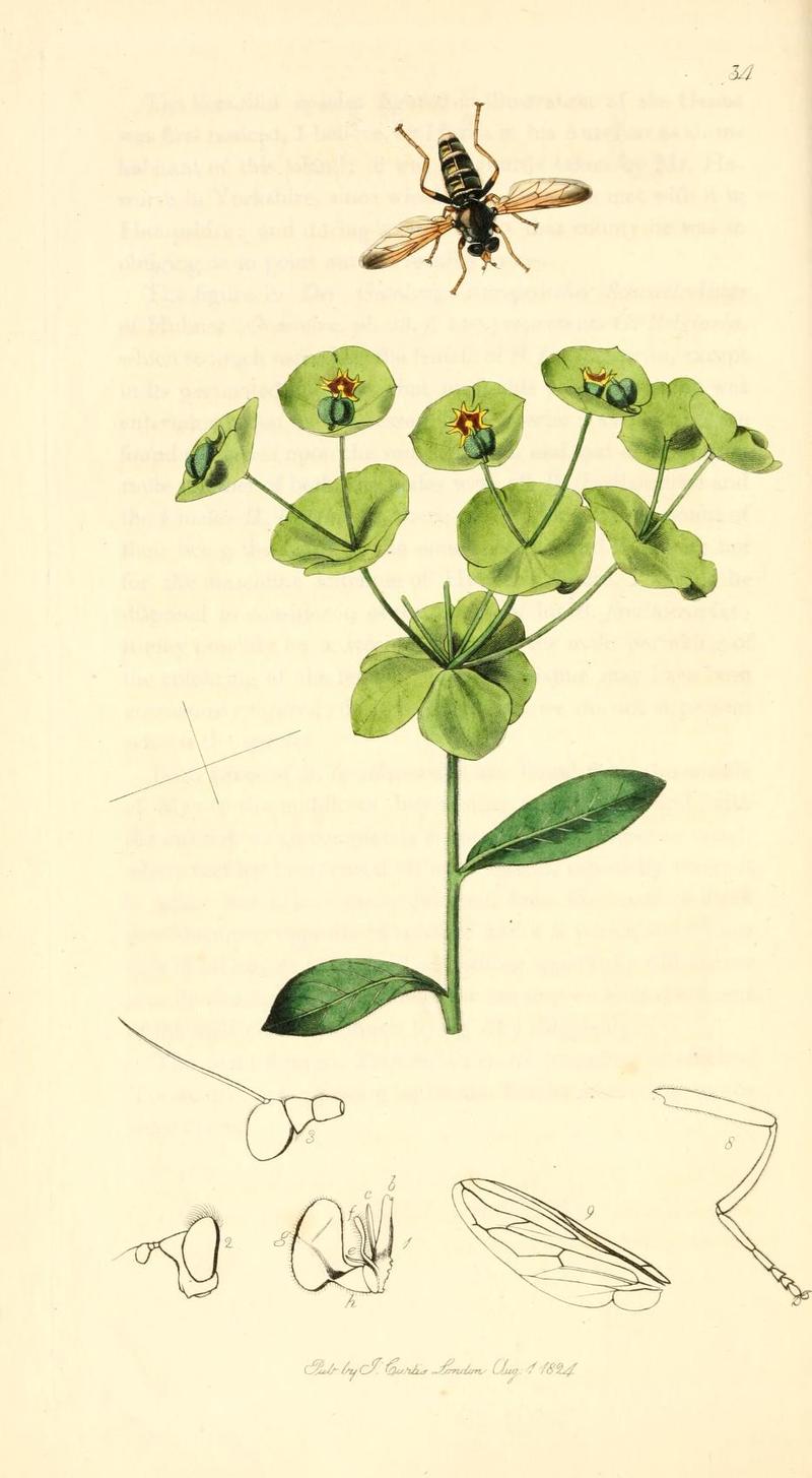 Britishentomologyvolume1Plate34