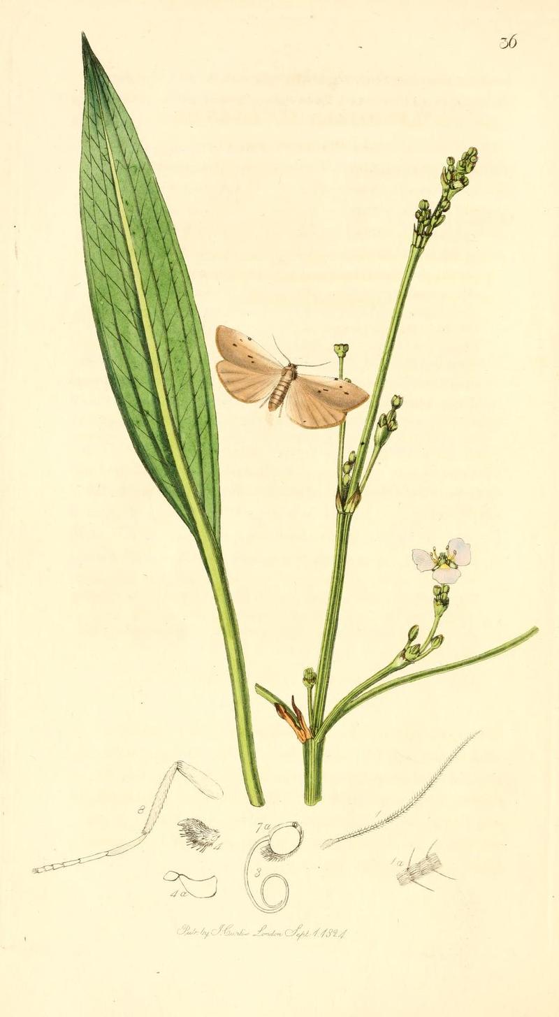 Britishentomologyvolume1Plate36