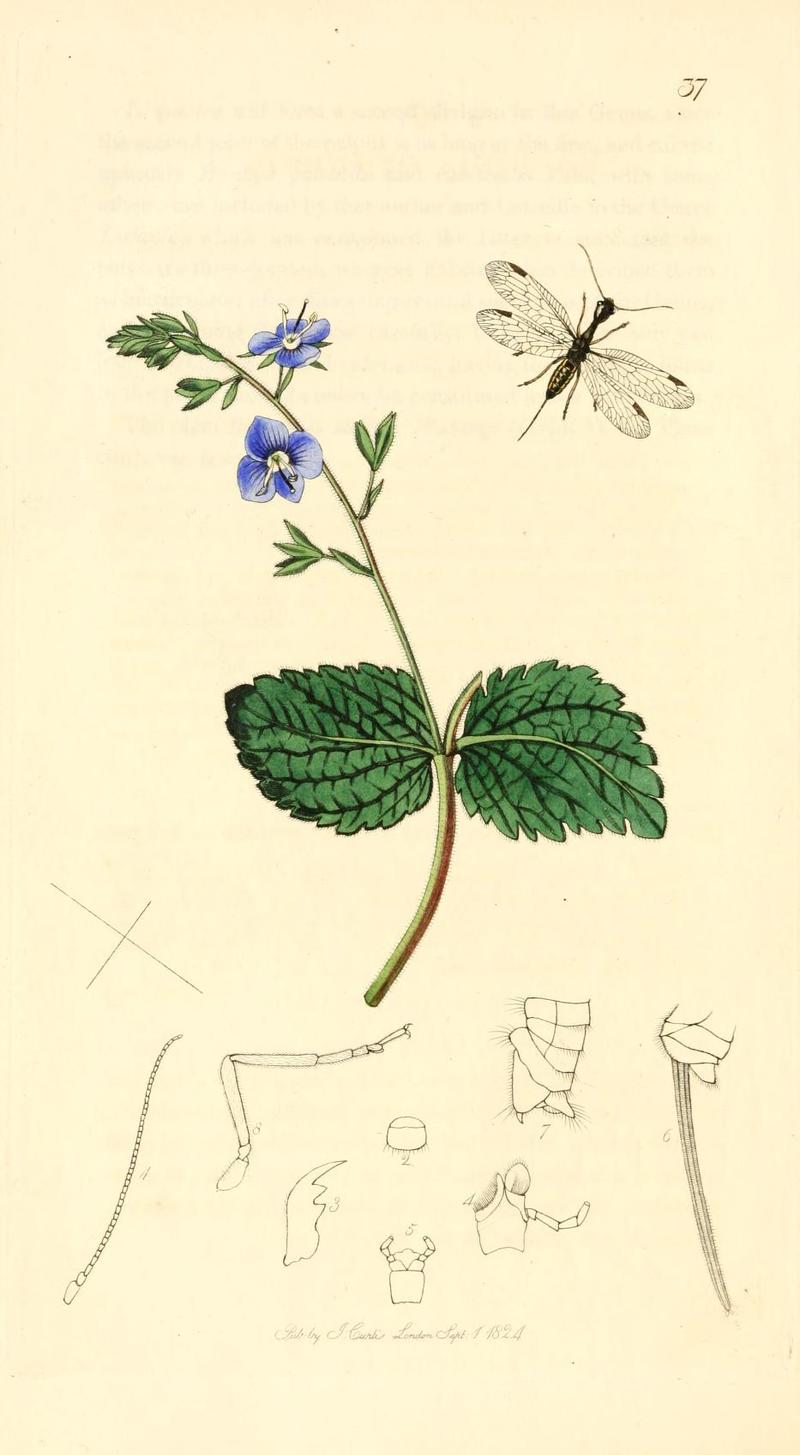 Britishentomologyvolume1Plate37