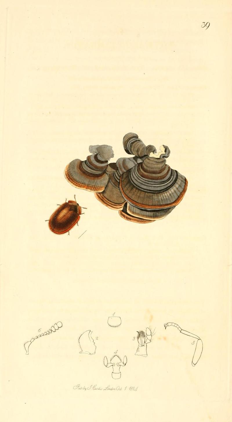 Britishentomologyvolume1Plate39