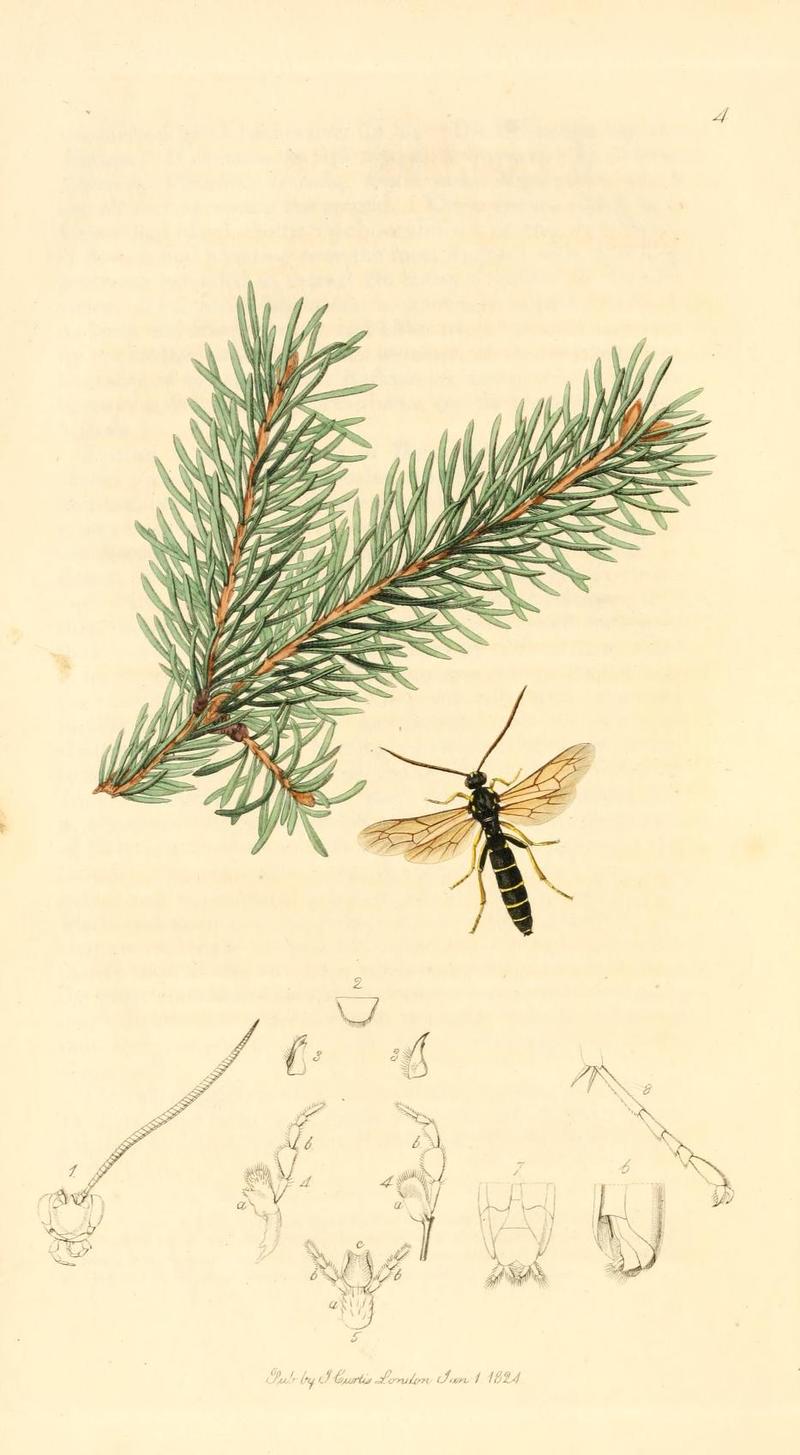 Britishentomologyvolume1Plate4