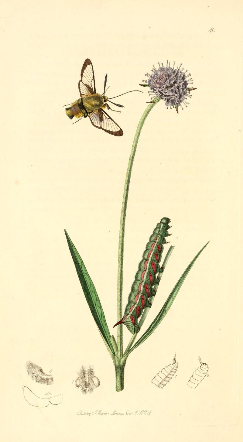 Britishentomologyvolume1Plate40