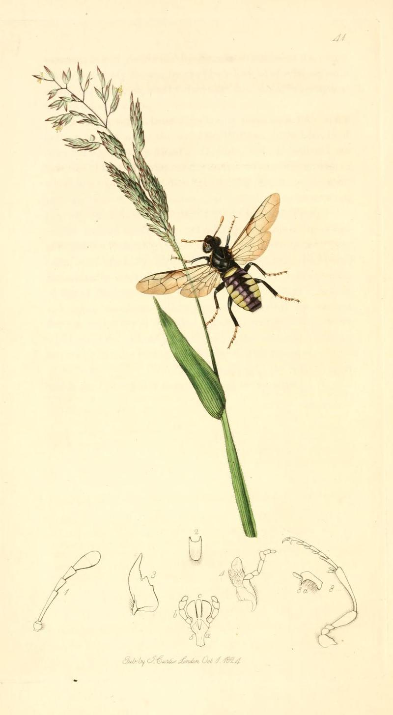 Britishentomologyvolume1Plate41