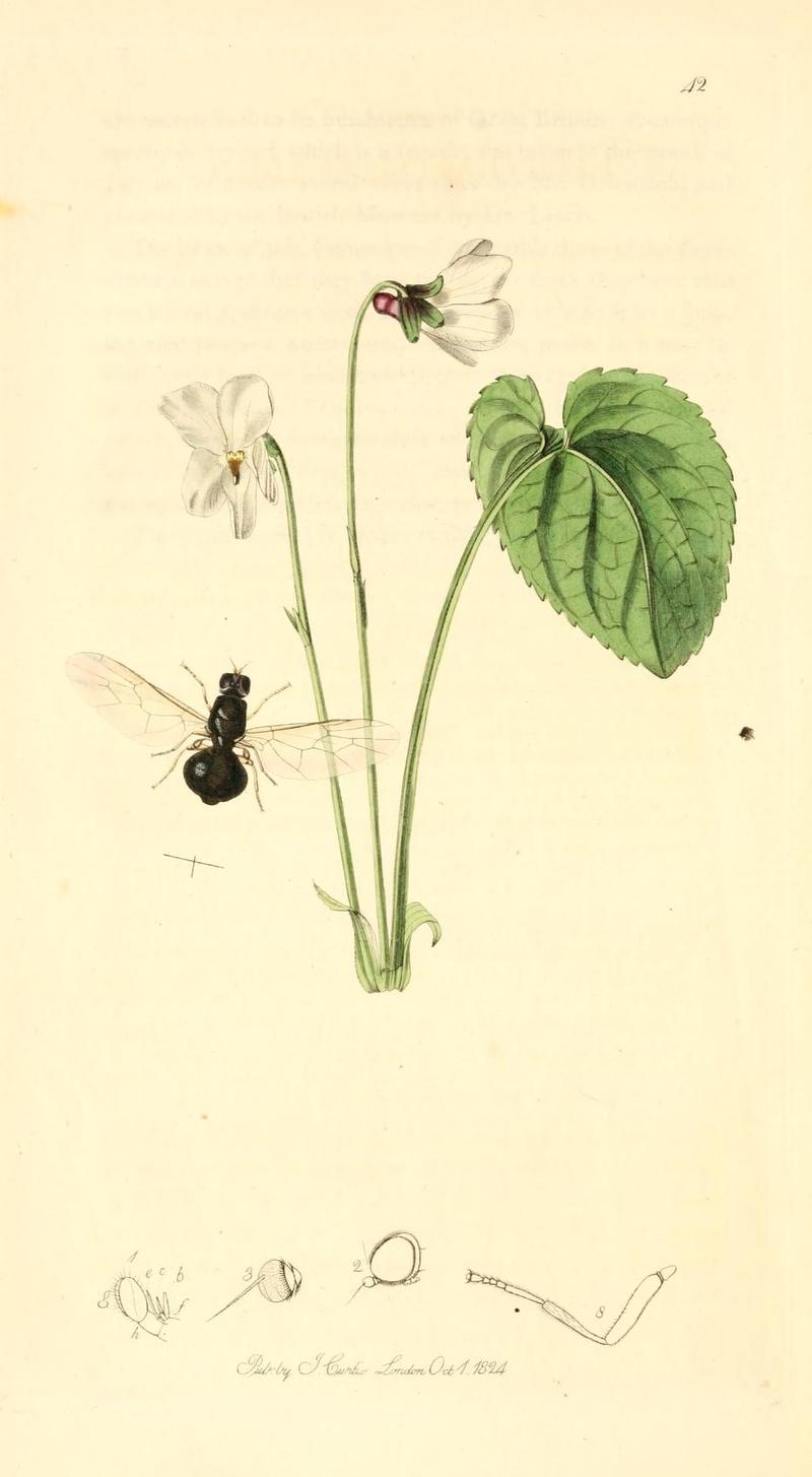 Britishentomologyvolume1Plate42
