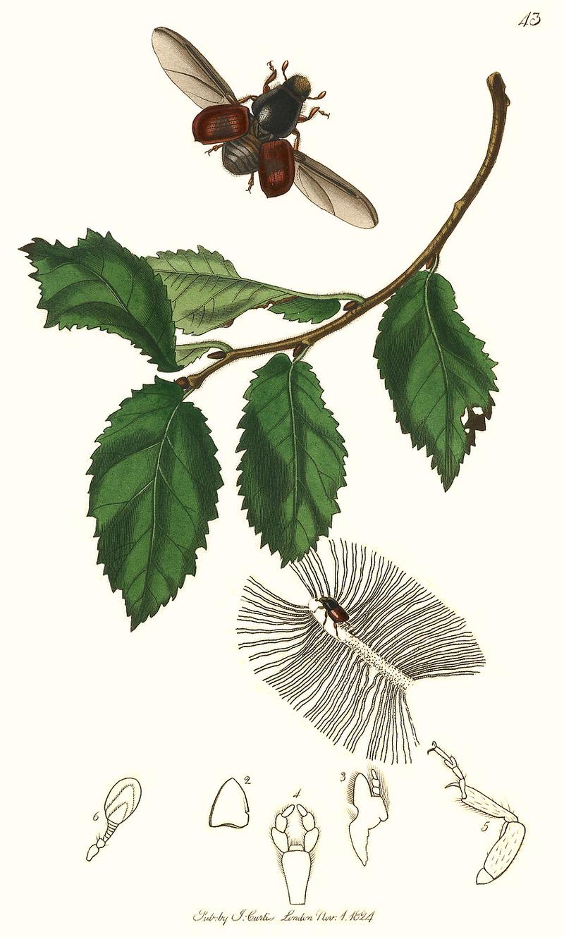 Britishentomologyvolume1Plate43