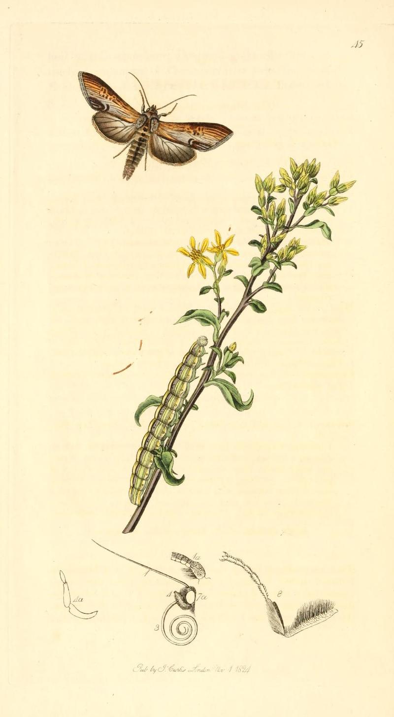 Britishentomologyvolume1Plate45